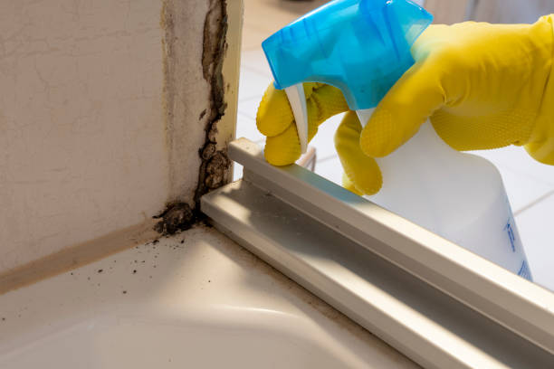 Best Attic Mold Removal  in Palmer Lake, CO