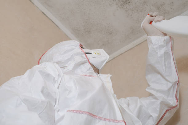 Reliable Palmer Lake, CO Mold Removal Solutions