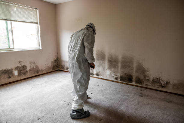 Best Commercial Mold Removal  in Palmer Lake, CO