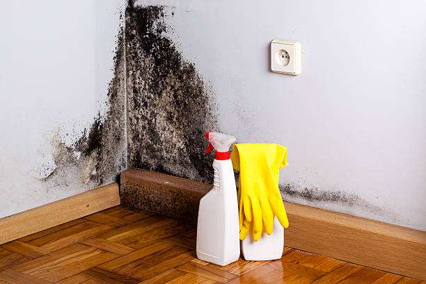 Best Certified Mold Removal  in Palmer Lake, CO