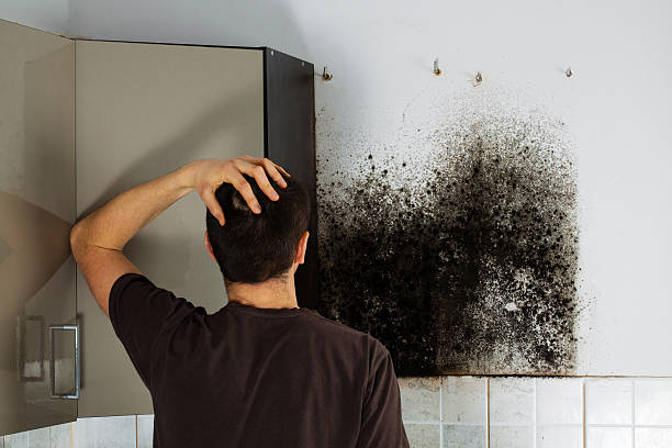 Best Residential Mold Removal  in Palmer Lake, CO