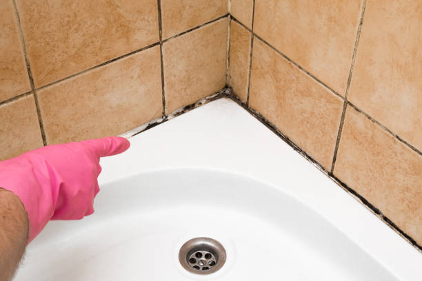 Best Commercial Mold Removal  in Palmer Lake, CO